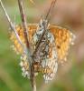 Melitaea parthenoides